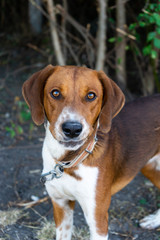 Brown and White Pet dog in Outdoor