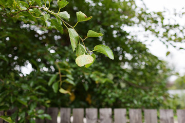 Apple tree branch with young, fresh leaves on a green background