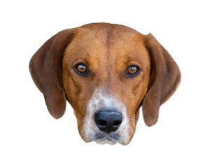 Brown and White Pet dog in Outdoor