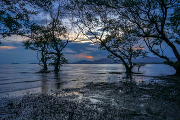 Obraz na płótnie Canvas mangrove forest in twilight at Mudong canal in Phuket province Thailand.