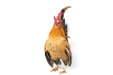 Rooster bantam chicken or Ayam kate is any small variety of fowl, especially chickens © dwi