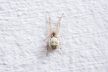 Orb weaver spider (Zygiella sp.) on the white wall.
