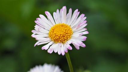 Fototapeta premium a beautiful colorful ittle flower