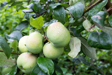 Green apples on the branch of the Apple tree after the rain