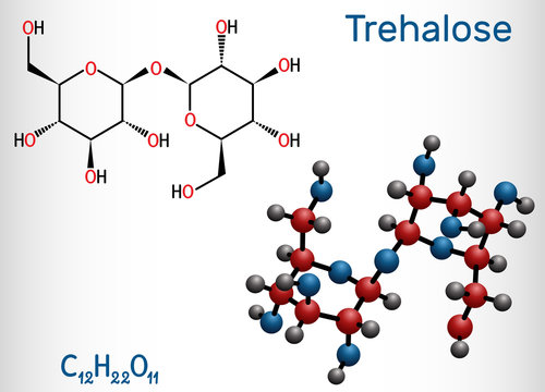 Trehalose, tremalose carbohydrate molecule. Also known as mycose. Is a disaccharide consisting of two molecules of glucose.  Structural chemical formula and molecule model.