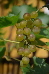 gronowy, winorośli, owoc, gronowy, winnica, kiść, zieleń, wina, jedzenie, rolnictwa, dojrzałe, charakter, feuille, roślin, zbiorów, czerwień, swiezy, winorośl, jagoda, winiarnia, jesienią, jardin, lat