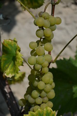 gronowy, winorośli, owoc, gronowy, winnica, kiść, zieleń, wina, jedzenie, rolnictwa, dojrzałe, charakter, feuille, roślin, zbiorów, czerwień, swiezy, winorośl, jagoda, winiarnia, jesienią, jardin, lat