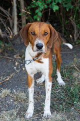 Brown and White Pet dog in Outdoor