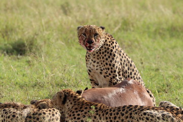 Cheetah with bloody face feeding on a topi carcass, Masai Mara National Park, Kenya.