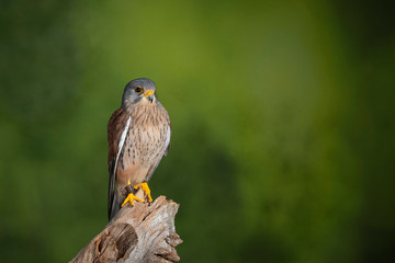 Stunning portrait of Kestrel Falco Tinnunculus in studio setting on mottled green nature background