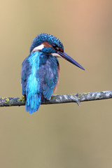 Common kingfisher, Alcedo atthis
