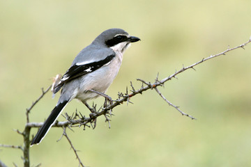 Obraz premium Southern grey shrike, Lanius meridionalis
