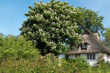 typisches Reetdachhaus unter blühender Kastanie an der Ostsee