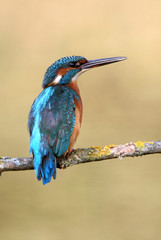Common kingfisher, Alcedo atthis