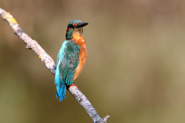Common kingfisher, Alcedo atthis