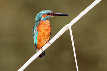 Young Common kingfisher, Alcedo atthis
