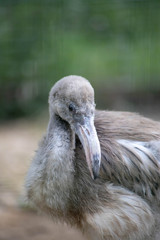 bébé flamant rose