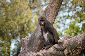 mandrill