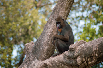 mandrill