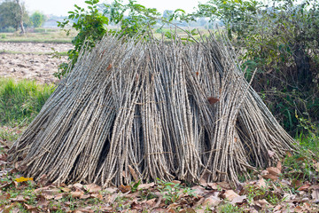 heap tree cassava used in agriculture