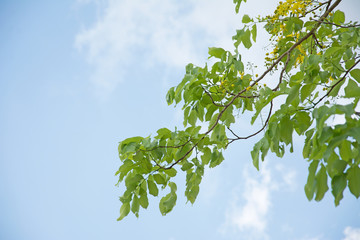 Sky with branches