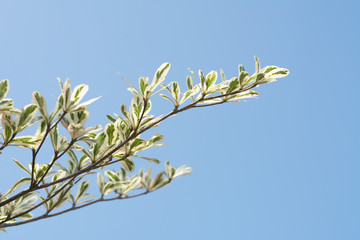 Sky with branches for background