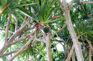 ビヨウタコノキ