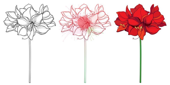 Set of outline tropical bulbous Amaryllis or belladonna Lily flower bunch and leaf in black, red and pastel isolated on white background.