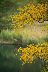 Beautiful colorful vibrant Autumn Fall forest woodland landscape detail in English countryside