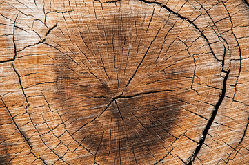cross section of the tree. deforestation. destruction of nature. logging. environmental damage