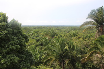 Fototapeta na wymiar Rainforest