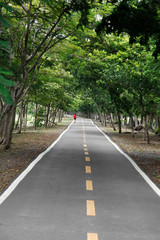 Country road running through tree alley.