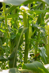 corn farming, organic food. Green corn shrubs grow in the fields