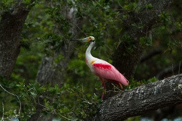 A beautiful Roseate Spoonbill in full breeding plumage stands alone on a tree branch.