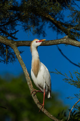 A single cattle egret in spring breeding plumage perched on a tree branch.