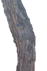 Timber tree on white background with clipping path