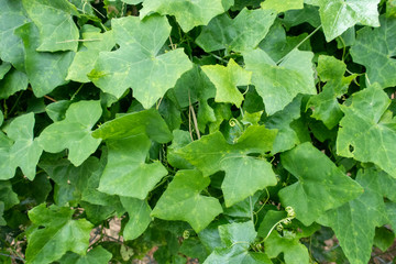 Coccinia grandis, the ivy gourd, also known as scarlet gourd, tindora, and kowai fruit, is a tropical vine. It grows primarily in tropical climates and is commonly found in the southern Indian states,