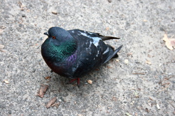 multicolored pigeon sitting on the ground and looks at the camera