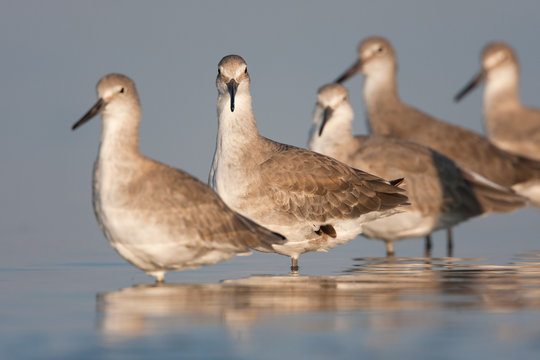 A flock of shorebirds rest in the calm waters of a sheltered coastal lagoon in eastern Florida.