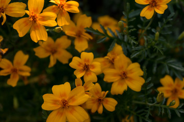 yellow flowers in the garden