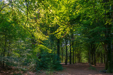 Foliage of deciduous trees in a forest in sunlight in summer