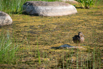 ducks in a pond
