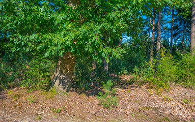 Oak tree in a forest in sunlight in summer