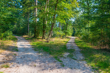 Path in a sunny forest in sunlight in summer