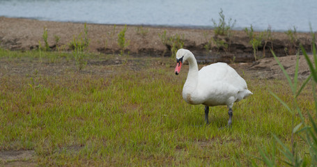 Swan eat grass in the park
