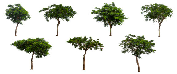 collection of tree isolated on white background