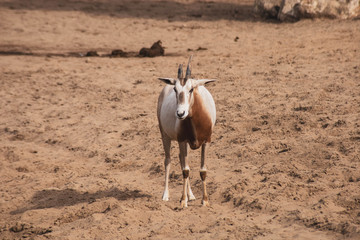 oryx algazelle