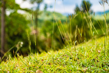 Field Green Grass Closeup. Green grass field closeup summer