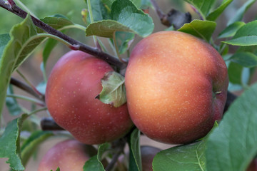 Closeup Apple Branch With Fruits