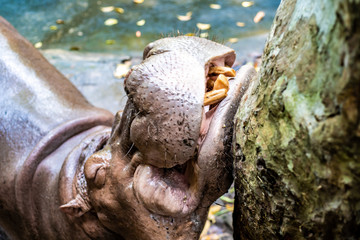 Hippopotamus in zoo in Thailand. Concept animals at the zoo